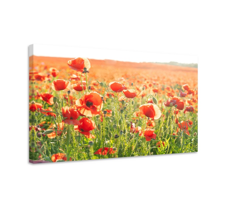 Quadro de flores Papoilas vermelhas em um campo ensolarado - TenStickers