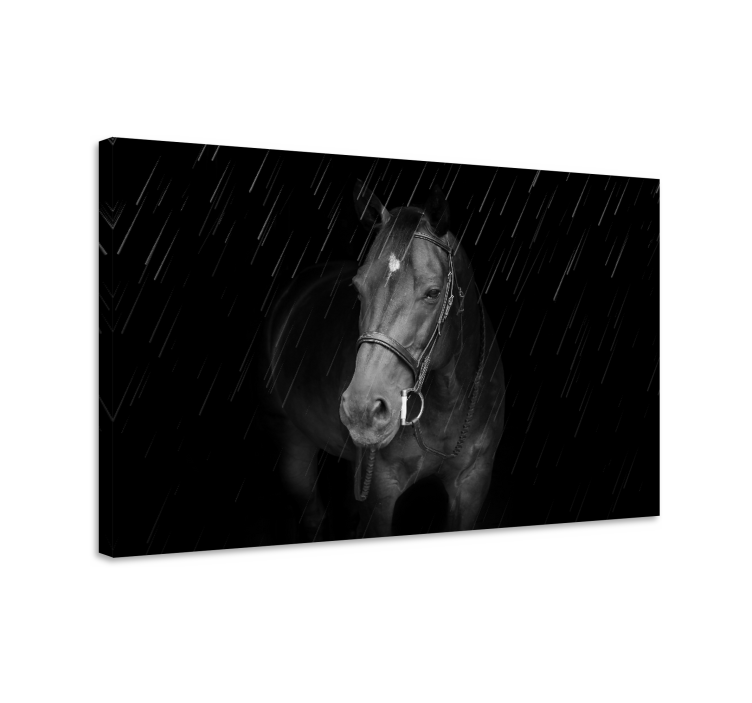 Quadro de cavalos Cavalo digno na chuva - TenStickers