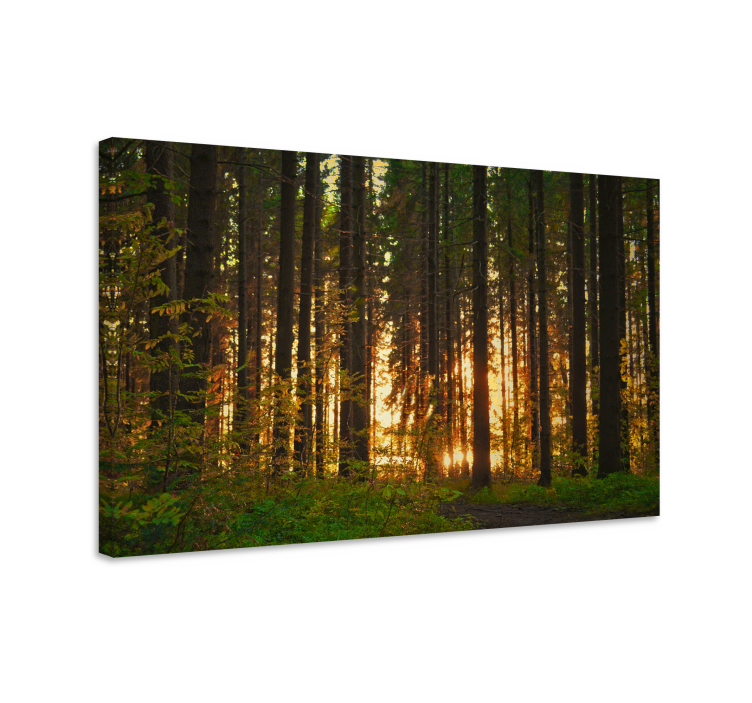 Quadro de paisagem floresta iluminada - TenStickers