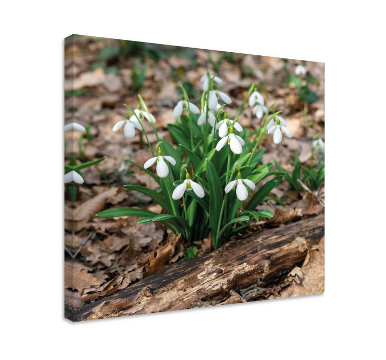 Quadro de flores Snowdrops forrest paisagem design - TenStickers