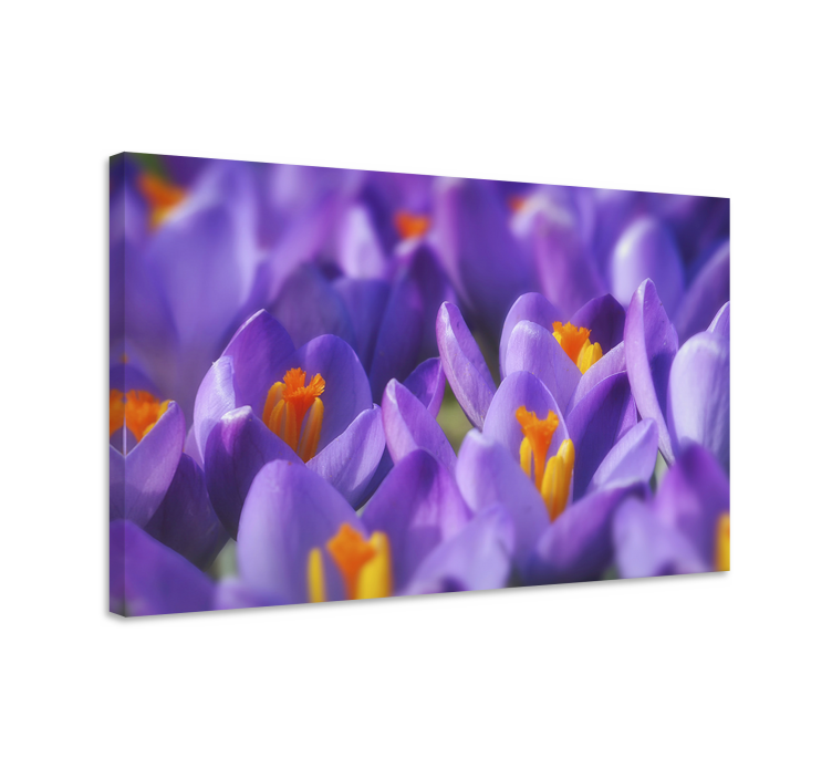 Quadro de flores flores de crocus vibrantes - TenStickers