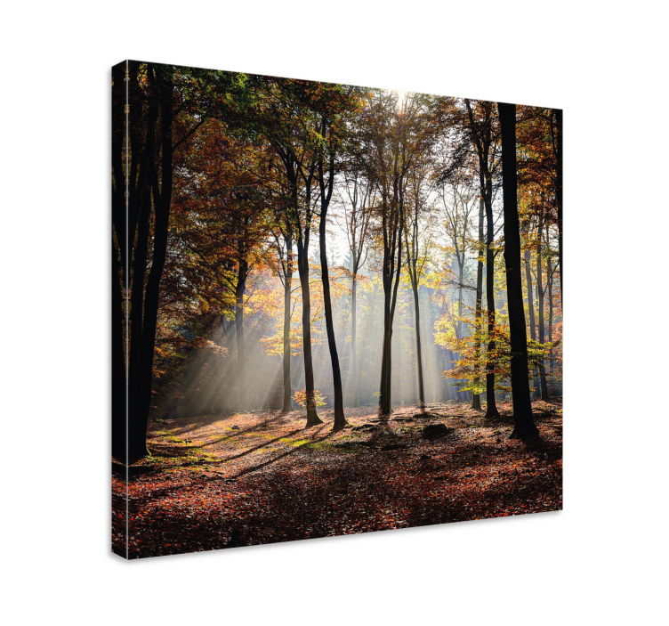 Quadro de paisagem raios de luz na floresta - TenStickers