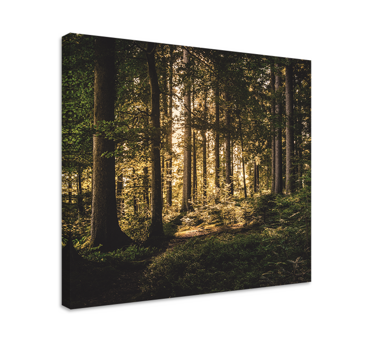 Quadro de paisagem floresta luminosa - TenStickers