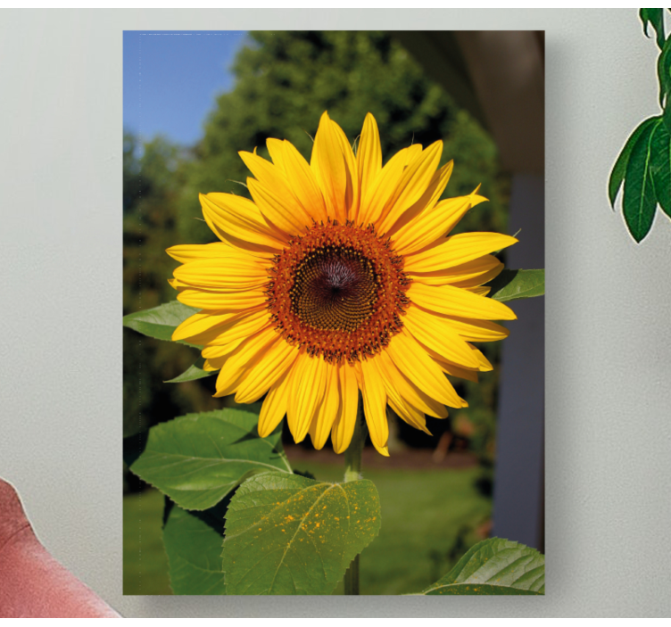 Quadro de flores Flor do sol sobre fundo verde - TenStickers