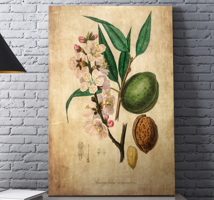 Quadro de flores ilustração botânica - TenStickers