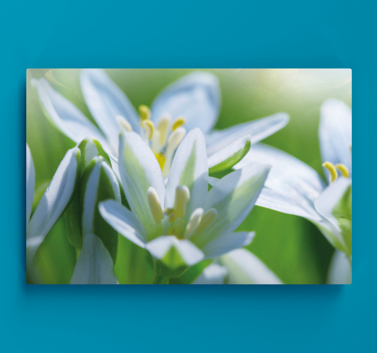Quadro de flores Prado de magníficos snowdrops - TenStickers