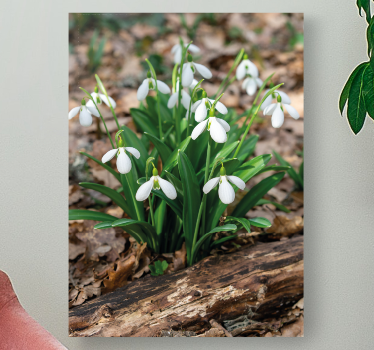 Quadro de flores Snowdrops forrest paisagem design - TenStickers