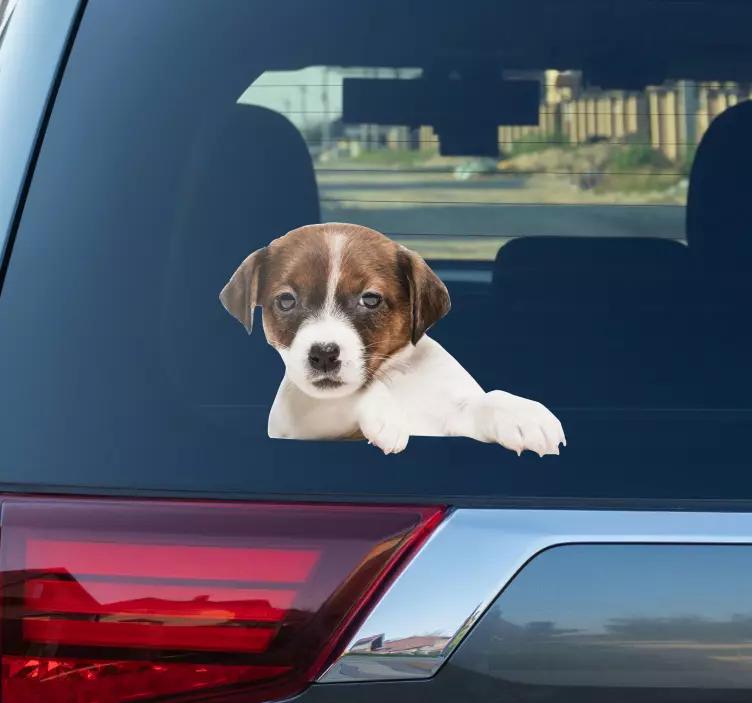 Autocolante com cães e gatos cachorro espiando - TenStickers