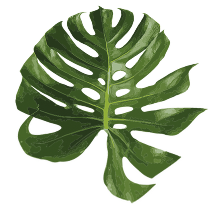 Tapete vinílico flores e plantas folha de monstera deliciosa - TenStickers