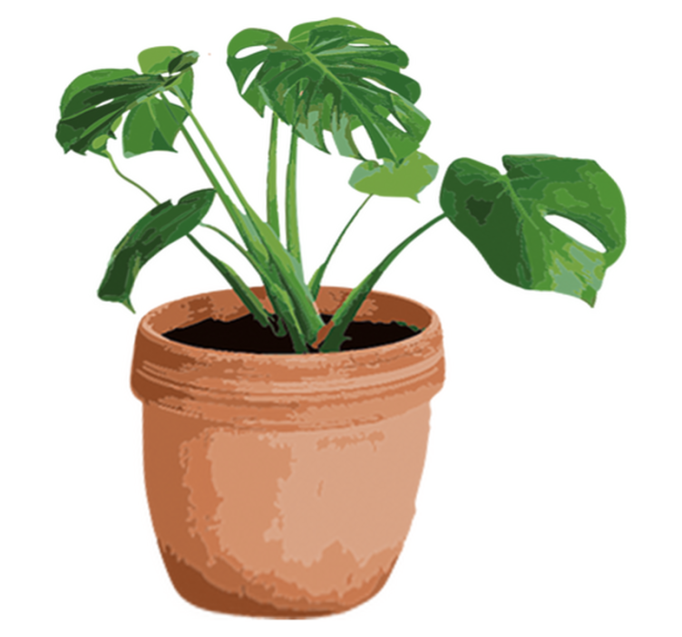 Tapete vinílico flores e plantas vaso monstera simples - TenStickers