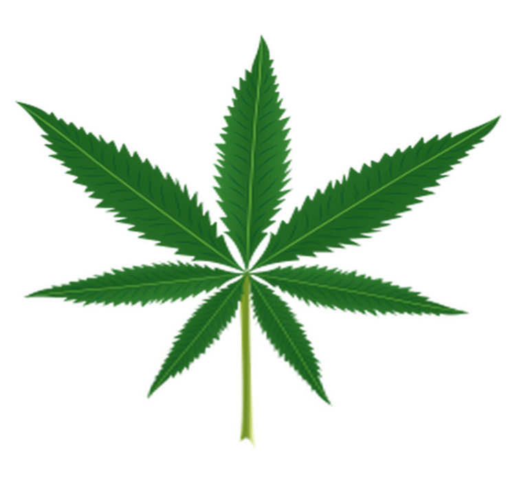 Tapete vinílico flores e plantas folha de maconha - TenStickers