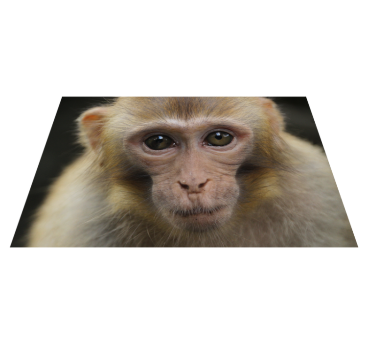Tapete de macaco animal realista - TenStickers