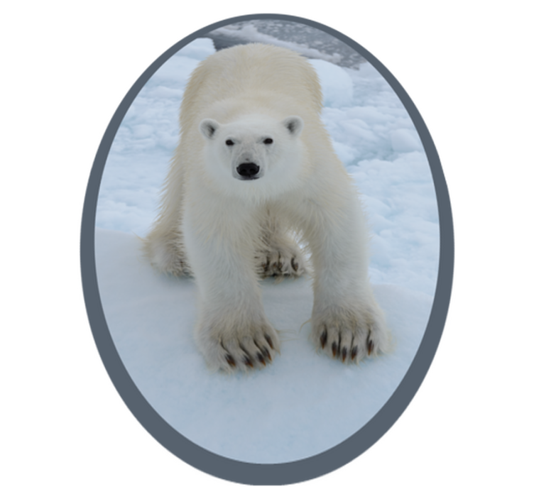 Urso polar em tapete de neve animal - TenStickers