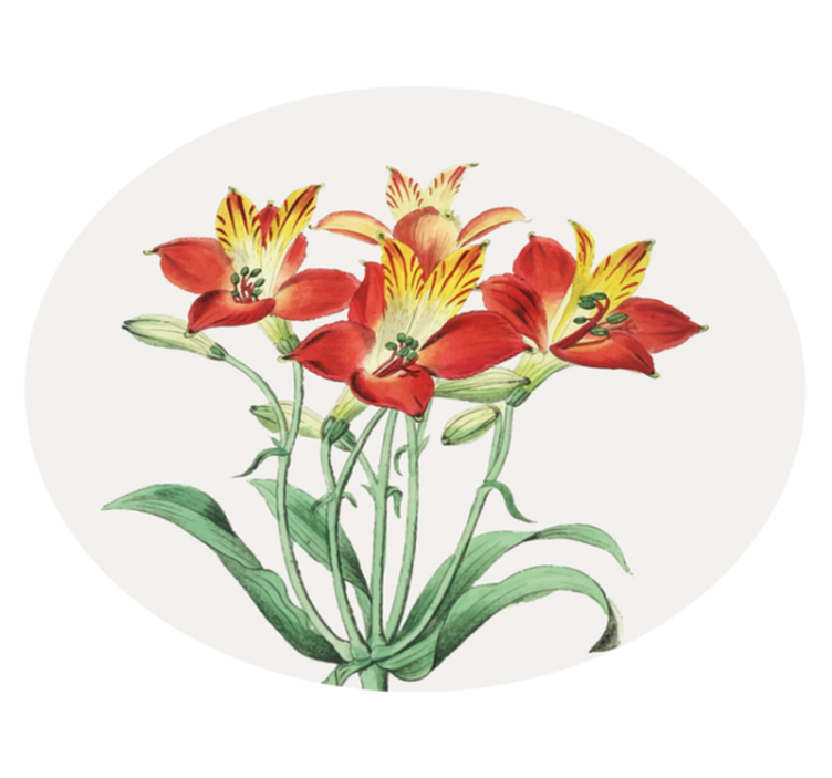 Tapete de vinil floral com lírios coloridos juntos - TenStickers