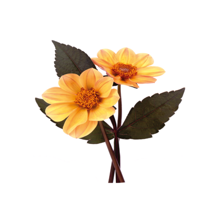 Tapete circular de flores amarelas e folhas pretas - TenStickers