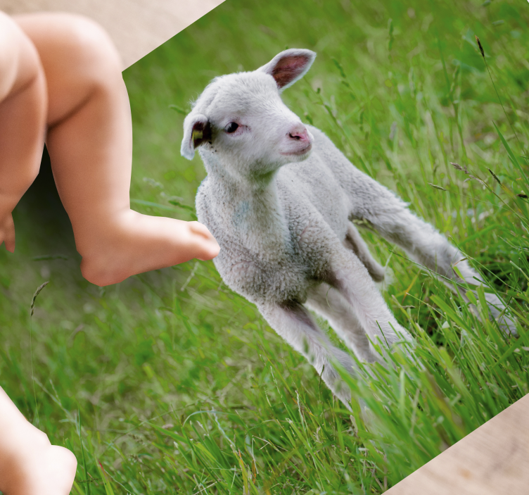 Tapete vinílico para gabinete Animal fofo cordeiro - TenStickers