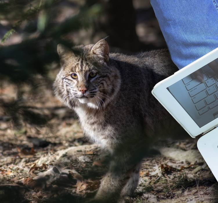 Tapete vinílico para gabinete Gato selvagem - TenStickers