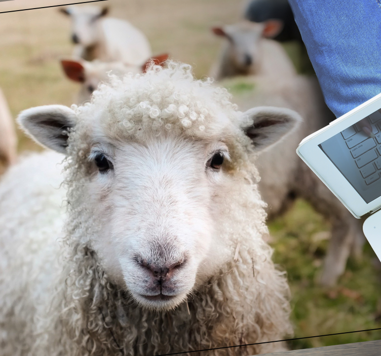 Tapete vinílico para gabinete Ovelha animal - TenStickers