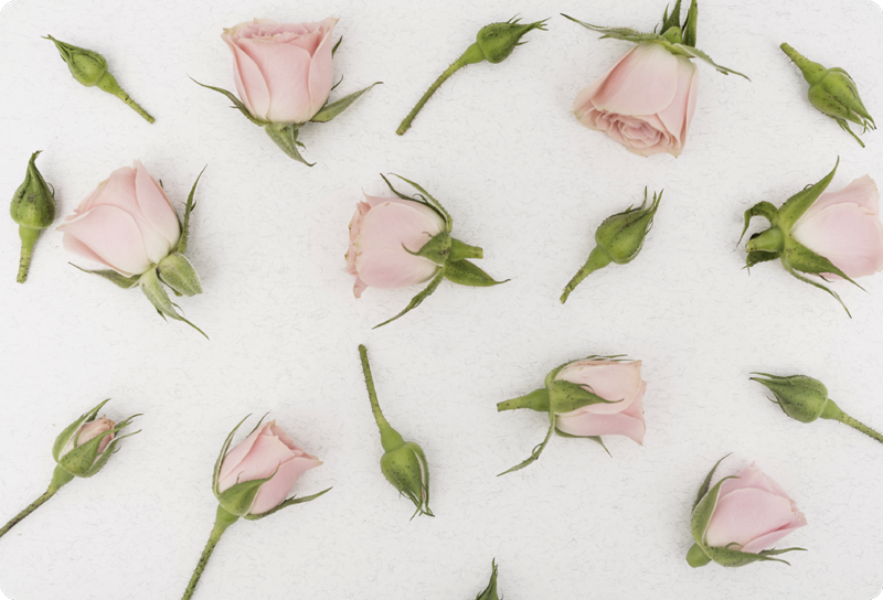 Tapete vinílico flores e plantas flor romântica de primavera - TenStickers