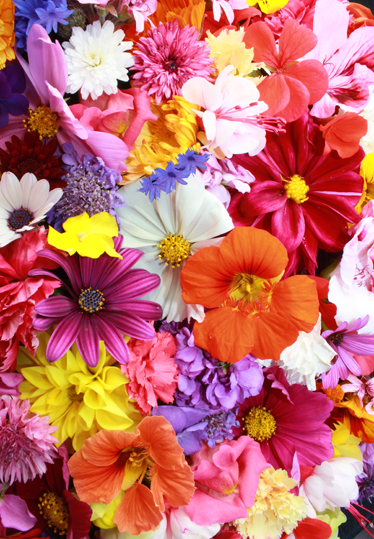 Tapete vinílico flores e plantas com muitas flores coloridas - TenStickers