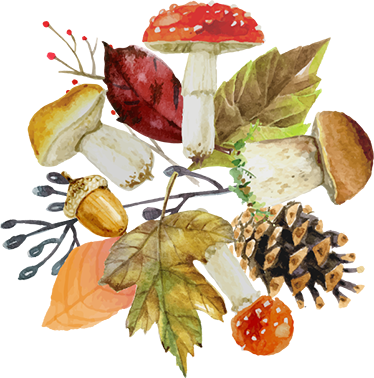 Tapete vinílico flores e plantas elementos de outono - TenStickers