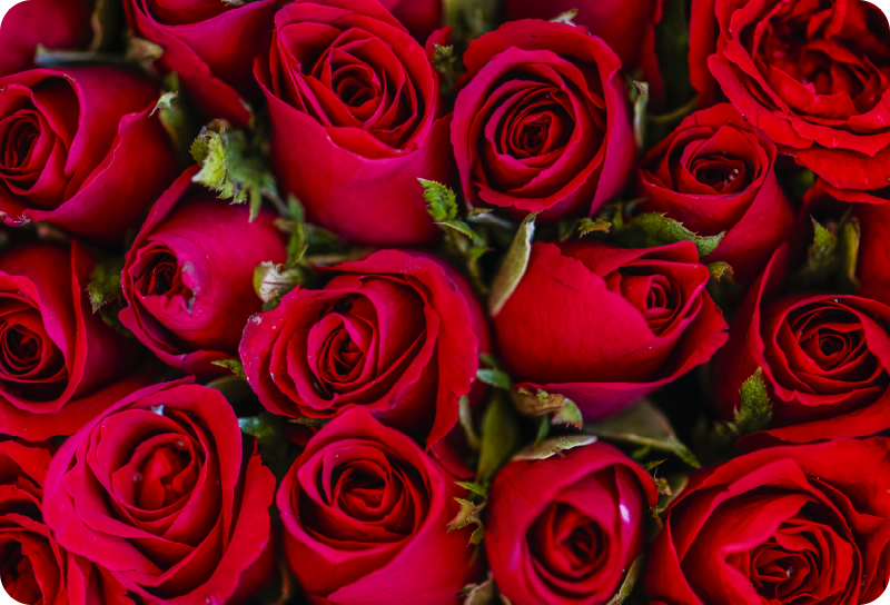 Tapete vinílico flores e plantas estilo floral vermelho - TenStickers