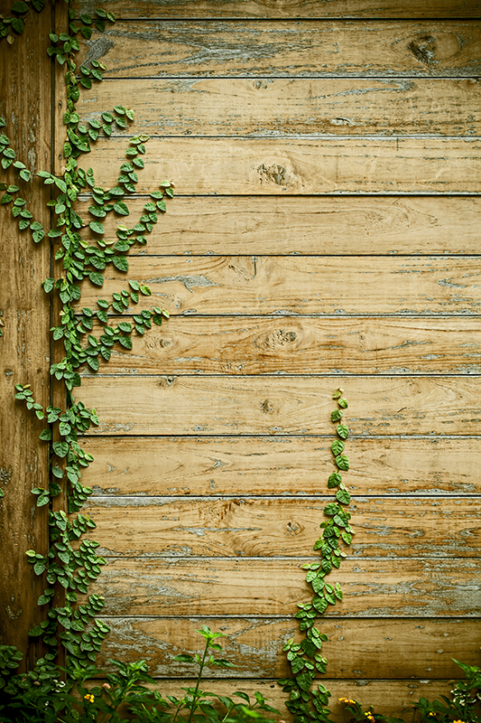 Tapete vinílico flores e plantas trepadeiras em madeira - TenStickers
