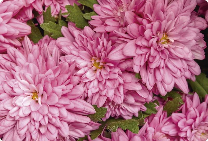 Tapete vinílico flores e plantas primavera rosa - TenStickers