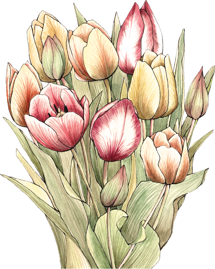 Tapete vinílico flores e plantas buquê colorido de tulipas - TenStickers