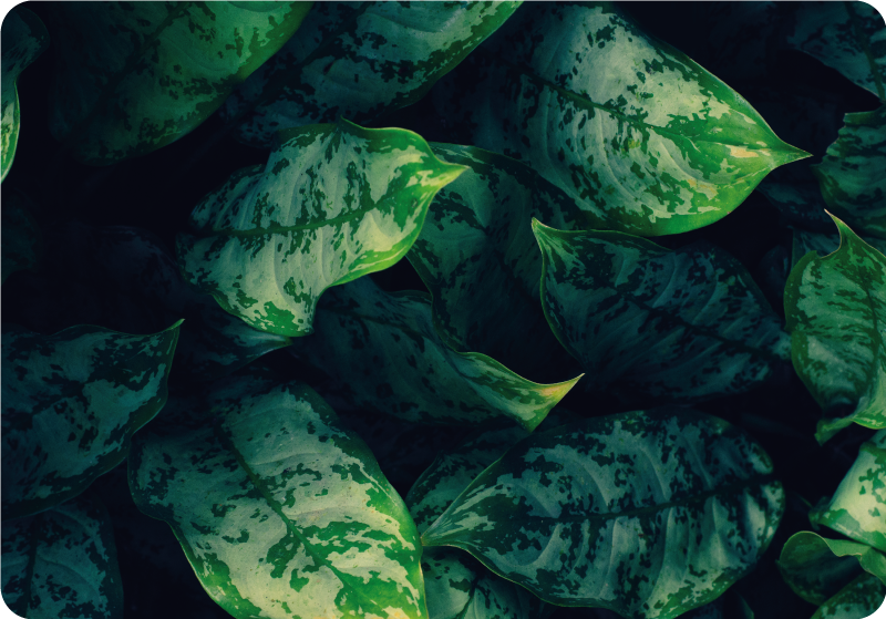 Tapete vinílico flores e plantas folhas de maranta - TenStickers