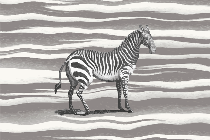 Tapete vinílico estampa de animal zebra listrada - TenStickers