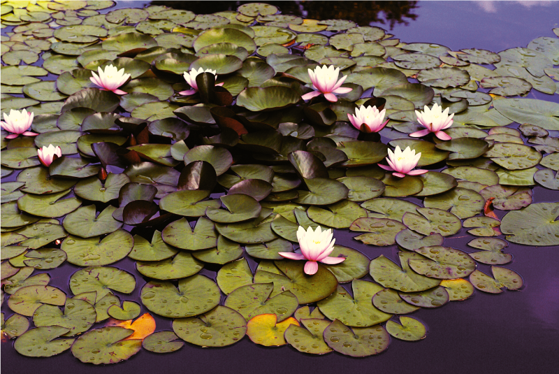 Tapete vinílico flores e plantas beleza da lagoa de lírios - TenStickers