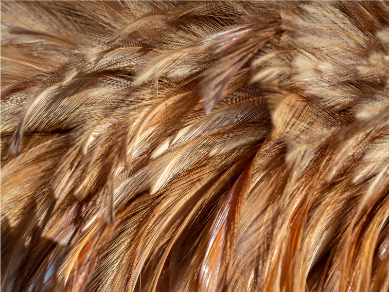 Tapete de vinil com estampa animal e penas macias da cauda - TenStickers