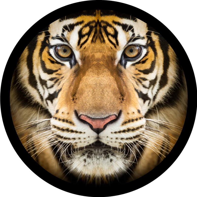 Tapete de tigre animal realista - TenStickers