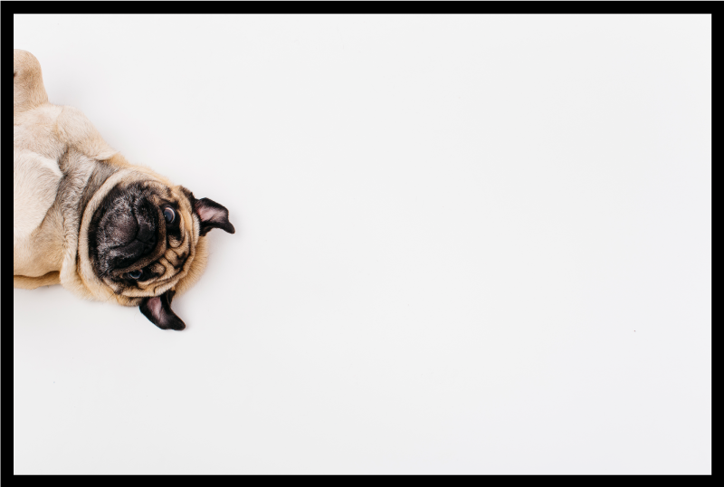 Tapete vinílico de animais desenho de retrato de pug - TenStickers