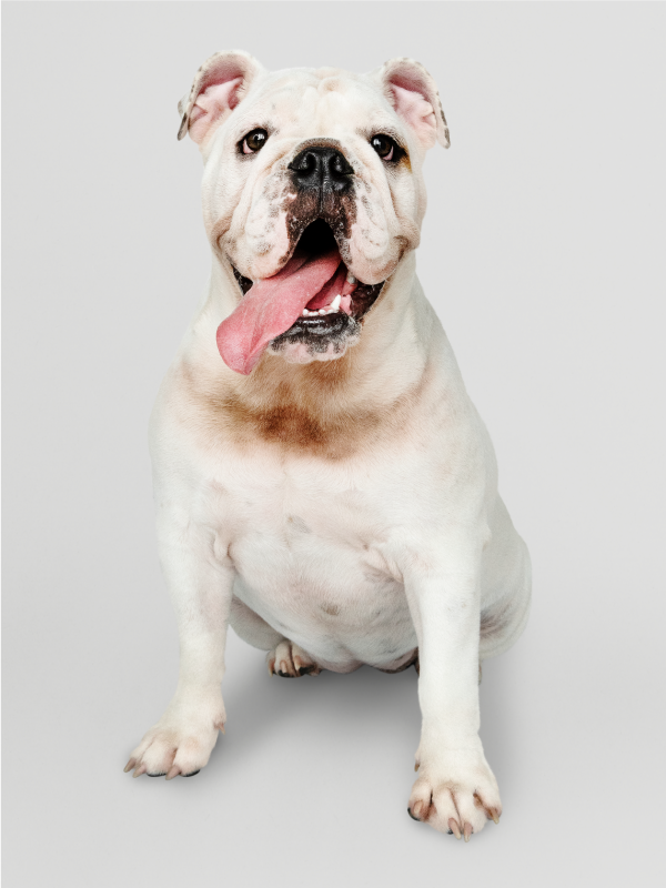 Tapete vinílico estampa de animal retrato de buldogue feliz - TenStickers