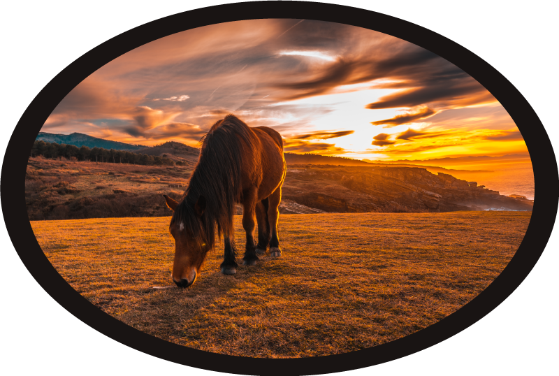 Cavalo do sol lindo tapete animal - TenStickers