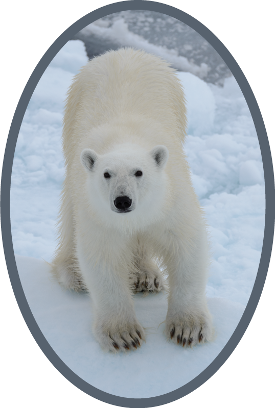 Urso polar em tapete de neve animal - TenStickers