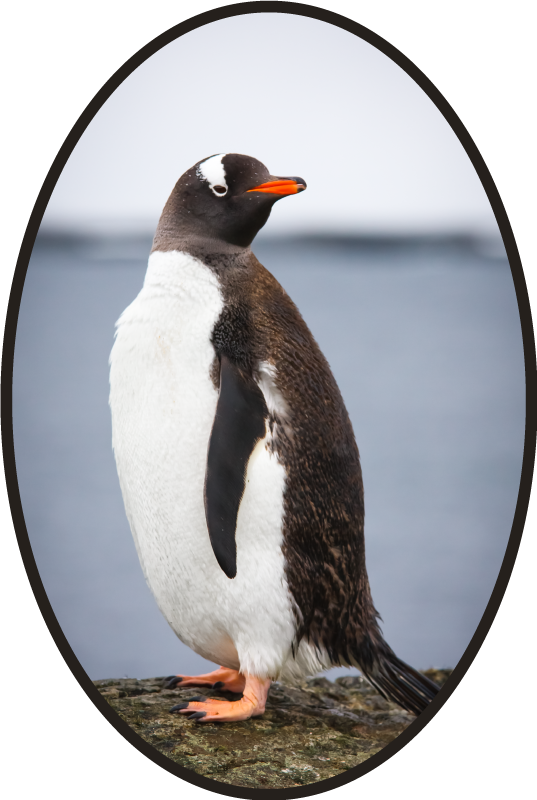 Tapete vinílico de animais postura do pinguim - TenStickers