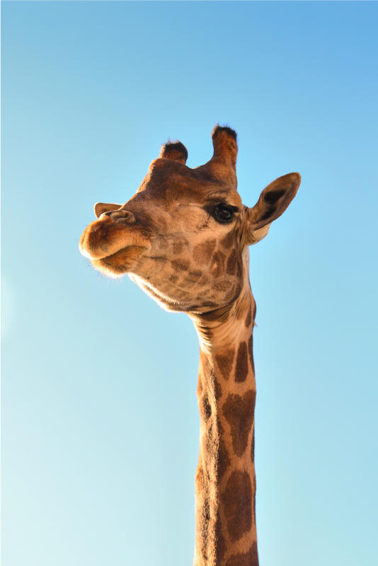 Tapete vinílico de animais foto de cabeça de girafa - TenStickers