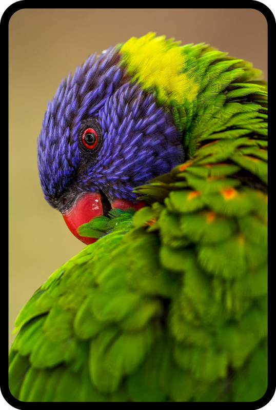 Tapete de animal papagaio arco-íris - TenStickers