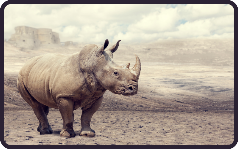 Rinoceronte selvagem animal tapete marrom e cinza - TenStickers