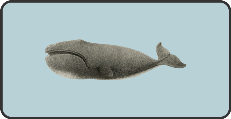 Tapete vinílico de animais desenho de silhueta de baleia - TenStickers