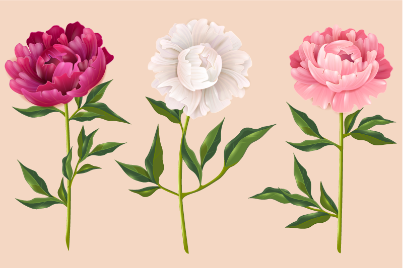 Peônia tapete floral de cores diferentes - TenStickers