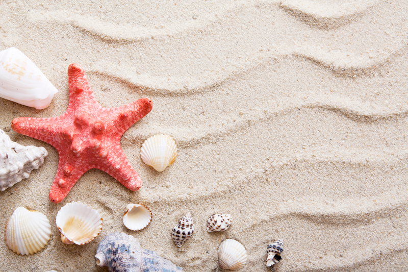 Estrelas do mar e conchas em pisos de casa de banhode areia - TenStickers