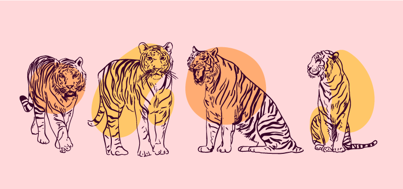 Tapete vinílico de animais ilustração de tigre emoldurada - TenStickers