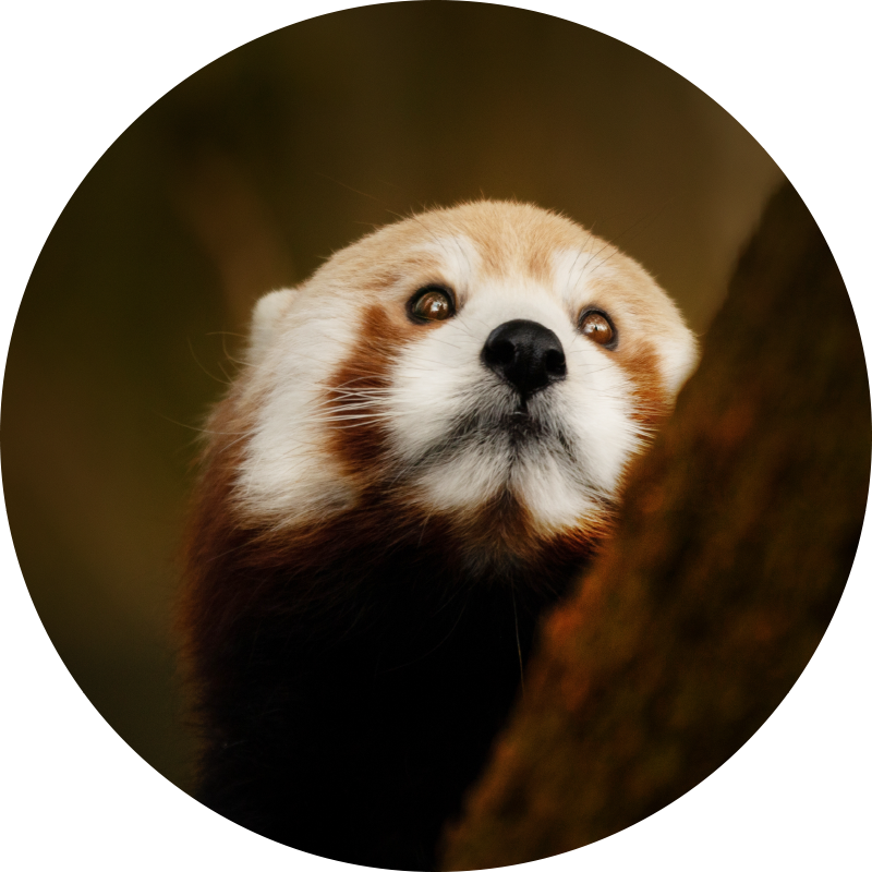 Tapete vinílico para gabinete Animal panda vermelho fofo - TenStickers