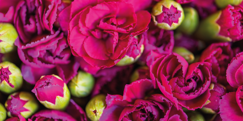 Cravo rosa florescendo tapete floral - TenStickers