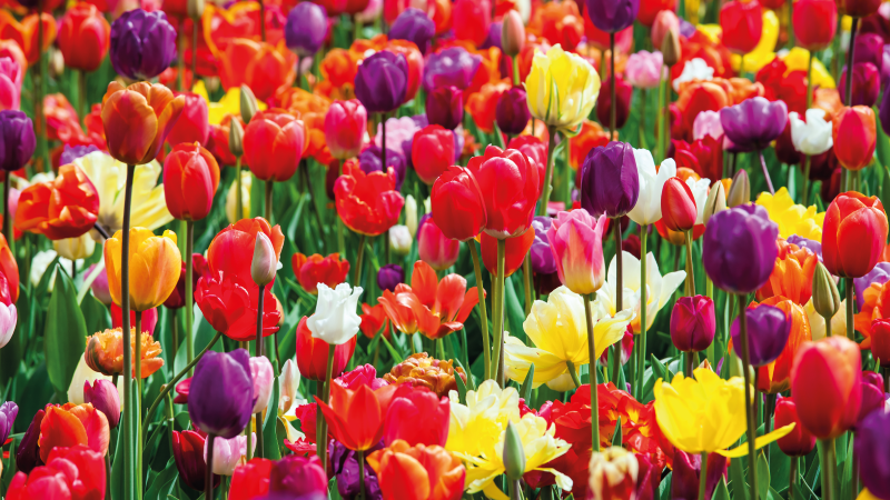 Tapete floral de campo de tulipas diferentes - TenStickers