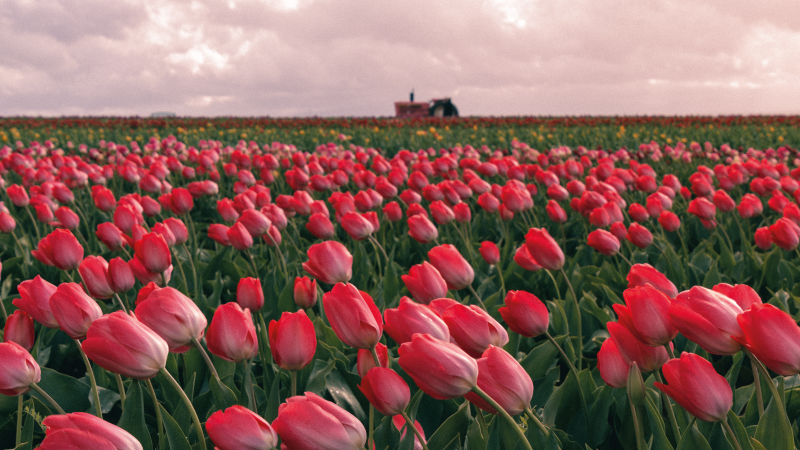 Tapete vinílico natureza campo de tulipas vibrante - TenStickers